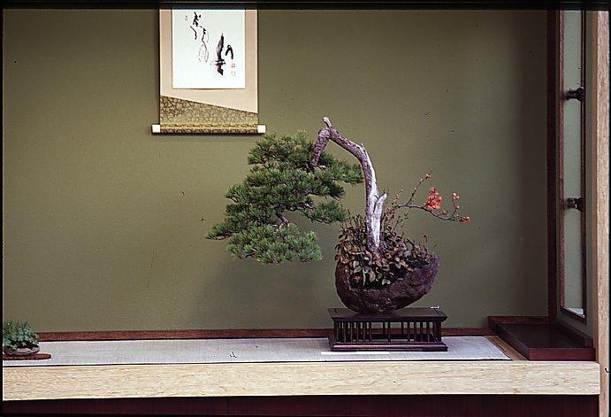 Bonsai Suiseki Market