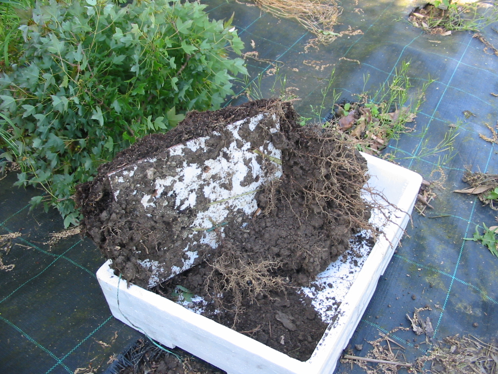 Bonsai Suiseki Market