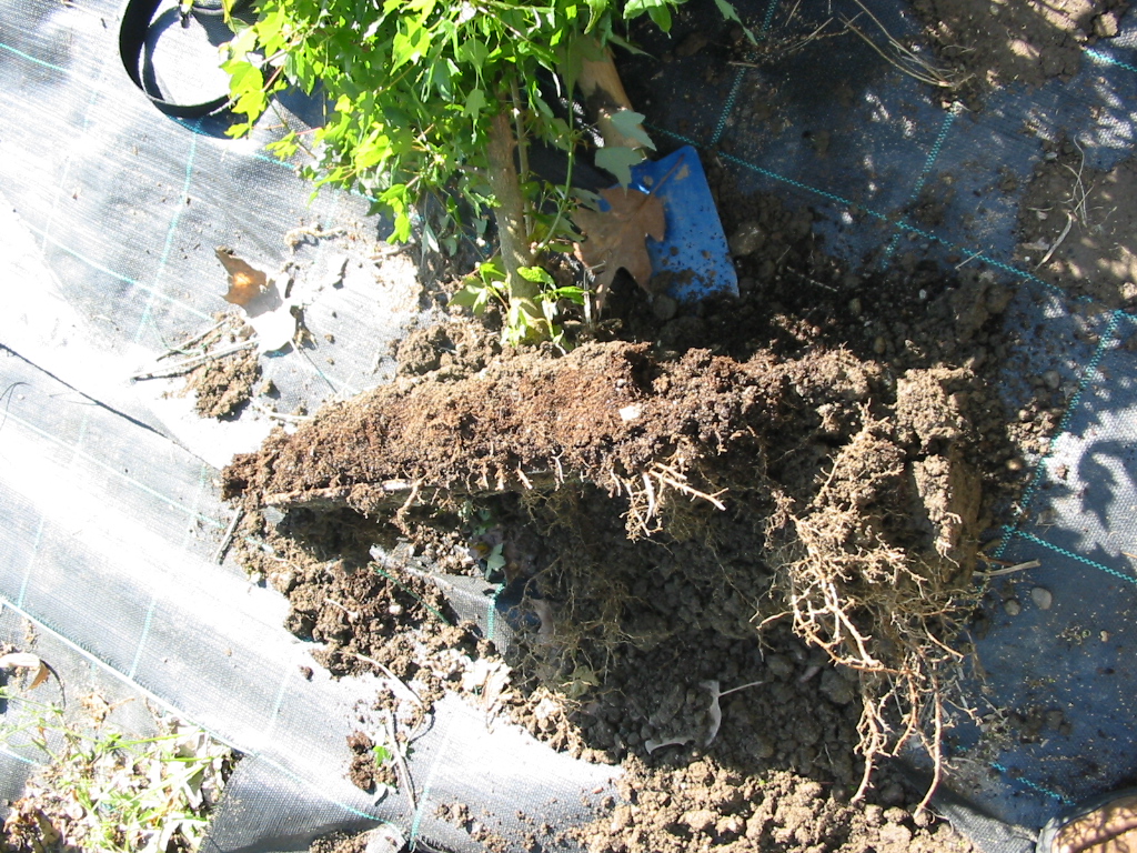 Bonsai Suiseki Market