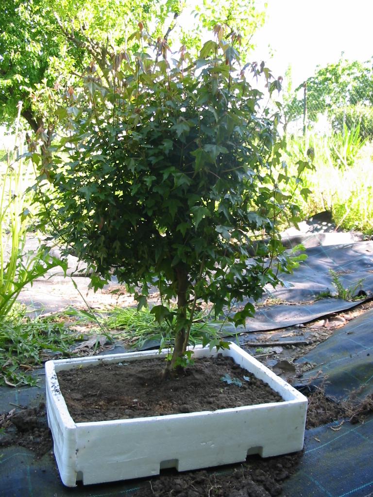 Bonsai Suiseki Market