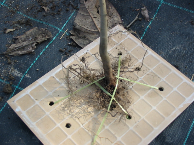 Bonsai Suiseki Market