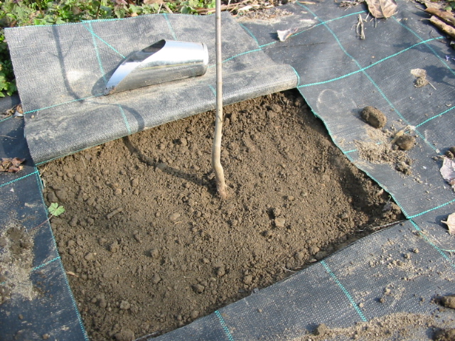 Bonsai Suiseki Market