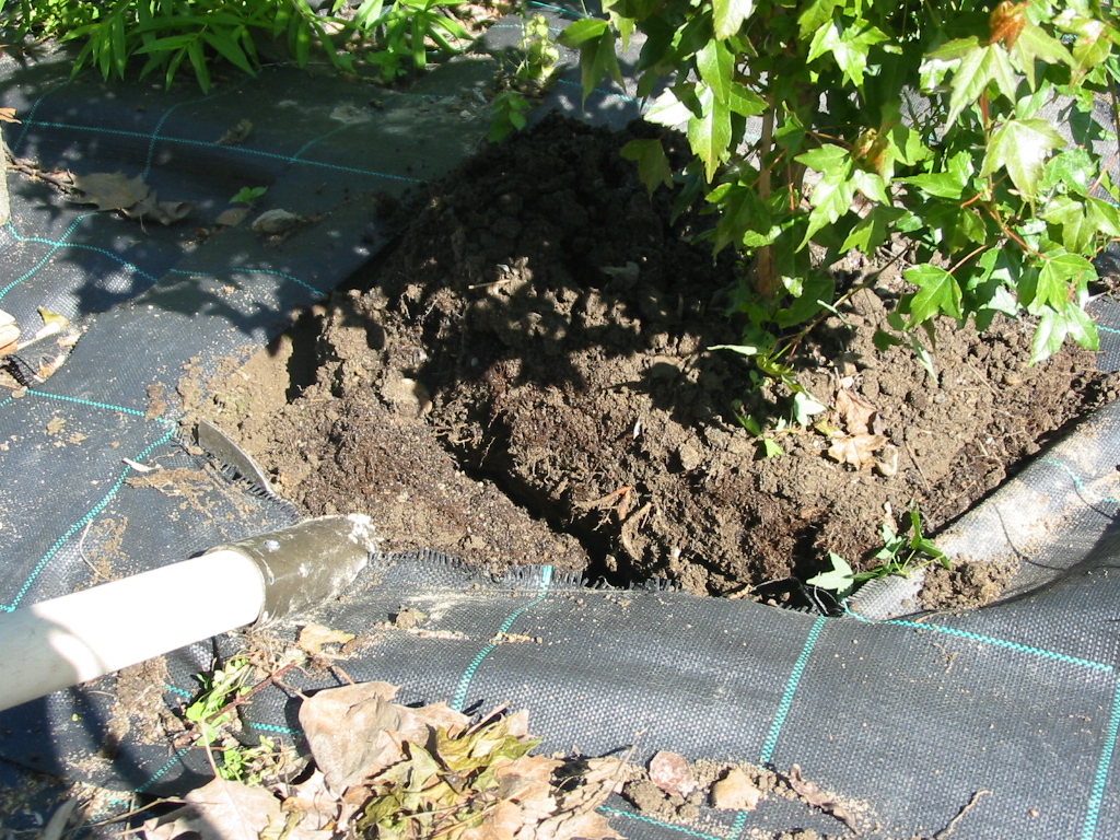 Bonsai Suiseki Market