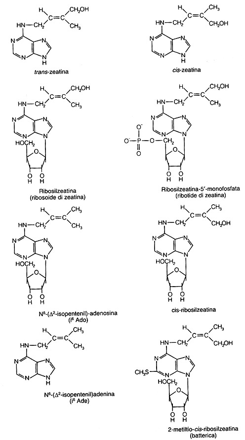 Bonsai Suiseki Market