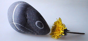 Bonsai Suiseli Market