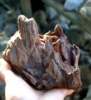 Bonsai Suiseli Market