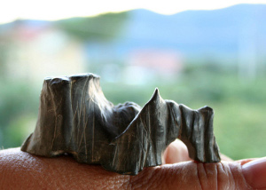 Bonsai Suiseli Market